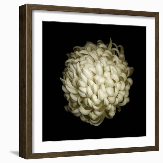 Dendra C3: White Chrysanthemum-Doris Mitsch-Framed Photographic Print