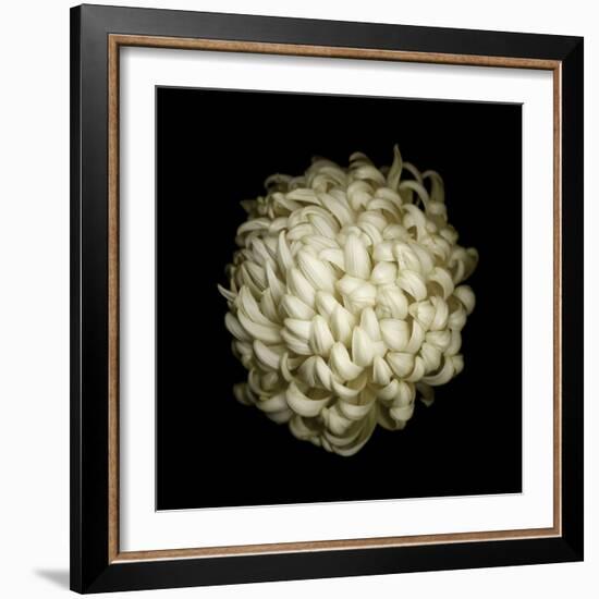 Dendra C3: White Chrysanthemum-Doris Mitsch-Framed Photographic Print