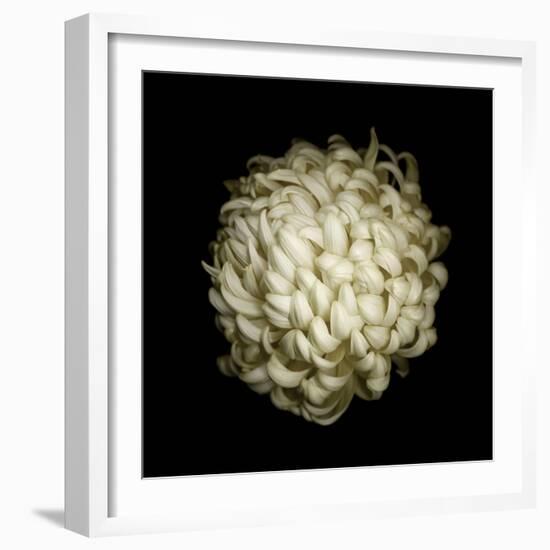 Dendra C3: White Chrysanthemum-Doris Mitsch-Framed Photographic Print