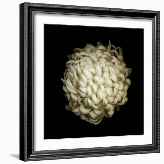 Dendra C3: White Chrysanthemum-Doris Mitsch-Framed Photographic Print