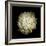 Dendra C3: White Chrysanthemum-Doris Mitsch-Framed Photographic Print