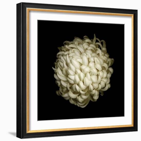 Dendra C3: White Chrysanthemum-Doris Mitsch-Framed Photographic Print