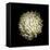 Dendra C3: White Chrysanthemum-Doris Mitsch-Framed Premier Image Canvas