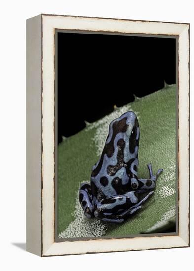 Dendrobates Auratus F. Blue (Green and Black Poison Dart Frog)-Paul Starosta-Framed Premier Image Canvas