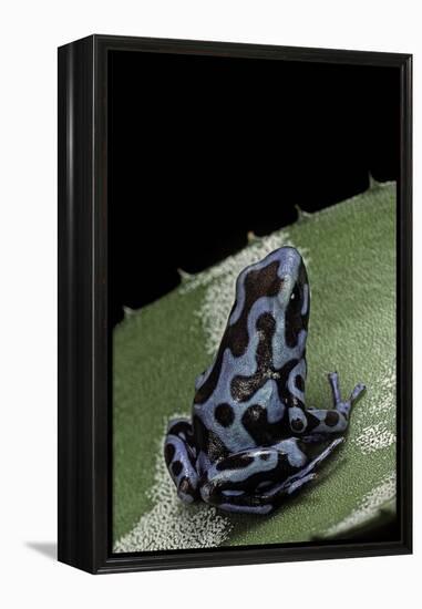 Dendrobates Auratus F. Blue (Green and Black Poison Dart Frog)-Paul Starosta-Framed Premier Image Canvas