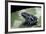 Dendrobates Auratus F. Blue (Green and Black Poison Dart Frog)-Paul Starosta-Framed Photographic Print