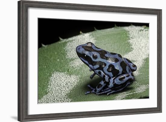 Dendrobates Auratus F. Blue (Green and Black Poison Dart Frog)-Paul Starosta-Framed Photographic Print