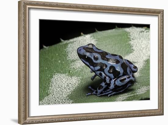 Dendrobates Auratus F. Blue (Green and Black Poison Dart Frog)-Paul Starosta-Framed Photographic Print