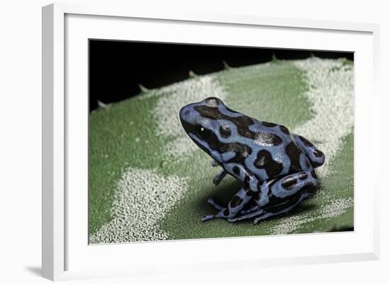 Dendrobates Auratus F. Blue (Green and Black Poison Dart Frog)-Paul Starosta-Framed Photographic Print