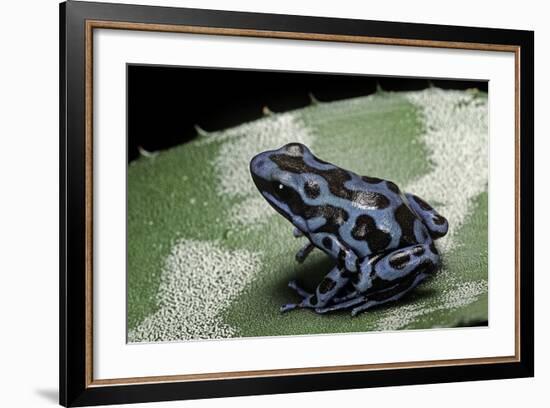 Dendrobates Auratus F. Blue (Green and Black Poison Dart Frog)-Paul Starosta-Framed Photographic Print