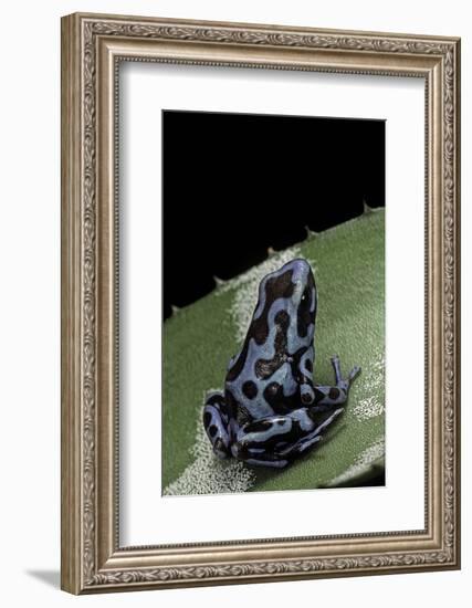 Dendrobates Auratus F. Blue (Green and Black Poison Dart Frog)-Paul Starosta-Framed Photographic Print