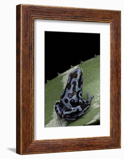 Dendrobates Auratus F. Blue (Green and Black Poison Dart Frog)-Paul Starosta-Framed Photographic Print