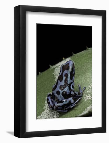 Dendrobates Auratus F. Blue (Green and Black Poison Dart Frog)-Paul Starosta-Framed Photographic Print