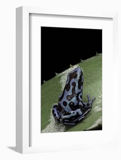 Dendrobates Auratus F. Blue (Green and Black Poison Dart Frog)-Paul Starosta-Framed Photographic Print