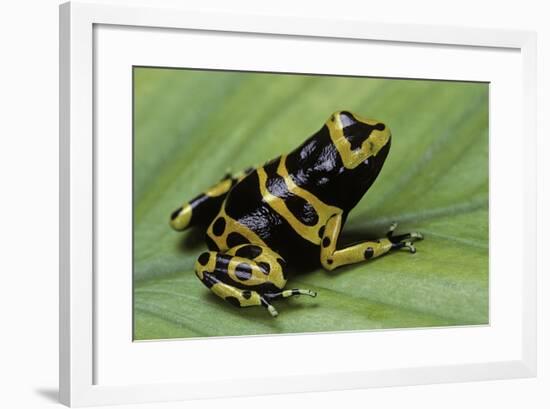 Dendrobates Leucomelas (Yellow-Banded Poison Dart Frog)-Paul Starosta-Framed Photographic Print