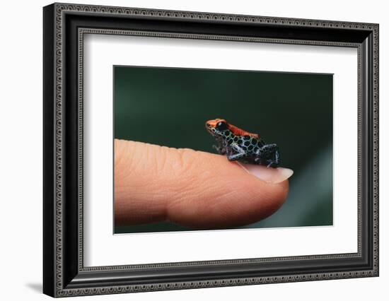 Dendrobates Reticulatus-DLILLC-Framed Photographic Print