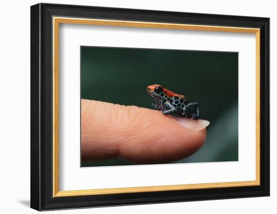 Dendrobates Reticulatus-DLILLC-Framed Photographic Print