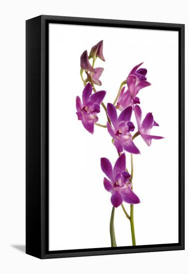 Dendrobium Berry Oda1-Fabio Petroni-Framed Premier Image Canvas