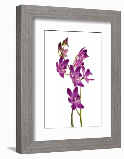 Dendrobium Berry Oda1-Fabio Petroni-Framed Photographic Print