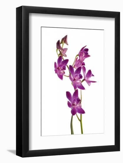 Dendrobium Berry Oda1-Fabio Petroni-Framed Photographic Print