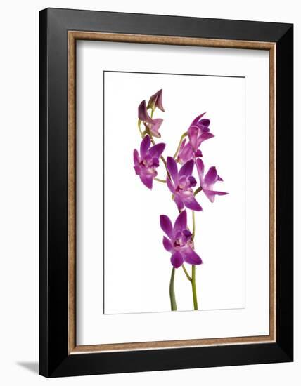 Dendrobium Berry Oda1-Fabio Petroni-Framed Photographic Print