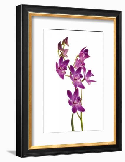Dendrobium Berry Oda1-Fabio Petroni-Framed Photographic Print