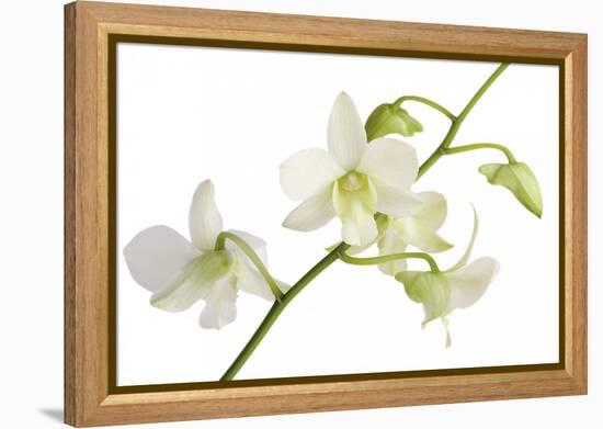 Dendrobium Emma White-Fabio Petroni-Framed Premier Image Canvas