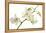 Dendrobium Emma White-Fabio Petroni-Framed Premier Image Canvas