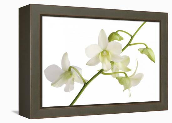 Dendrobium Emma White-Fabio Petroni-Framed Premier Image Canvas