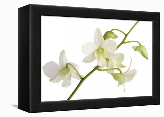 Dendrobium Emma White-Fabio Petroni-Framed Premier Image Canvas