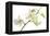 Dendrobium Emma White-Fabio Petroni-Framed Premier Image Canvas