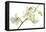 Dendrobium Emma White-Fabio Petroni-Framed Premier Image Canvas