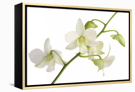 Dendrobium Emma White-Fabio Petroni-Framed Premier Image Canvas