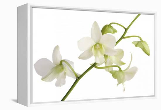 Dendrobium Emma White-Fabio Petroni-Framed Premier Image Canvas