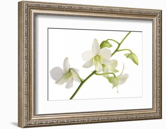 Dendrobium Emma White-Fabio Petroni-Framed Photographic Print