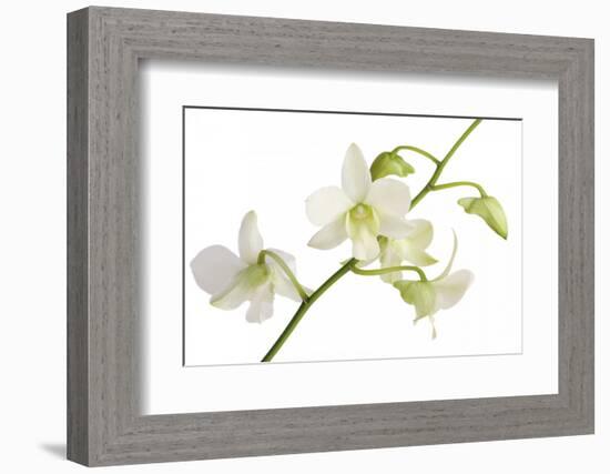 Dendrobium Emma White-Fabio Petroni-Framed Photographic Print