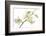 Dendrobium Emma White-Fabio Petroni-Framed Photographic Print