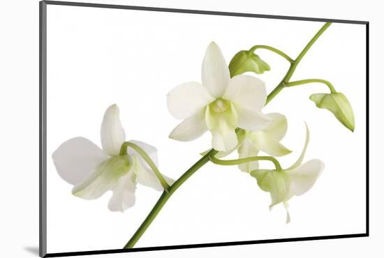 Dendrobium Emma White-Fabio Petroni-Mounted Photographic Print