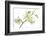 Dendrobium Emma White-Fabio Petroni-Framed Photographic Print