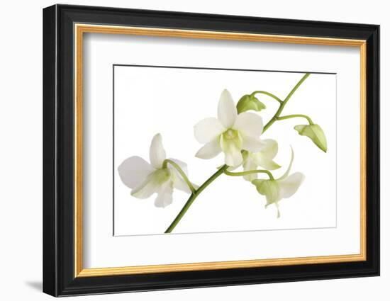 Dendrobium Emma White-Fabio Petroni-Framed Photographic Print