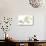 Dendrobium Emma White-Fabio Petroni-Photographic Print displayed on a wall