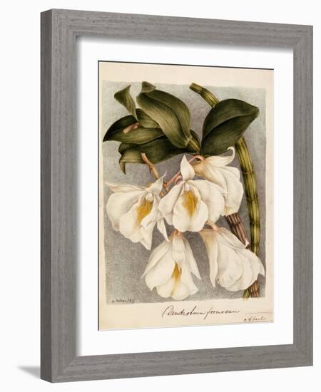 Dendrobium Formosum, C.1839-Samuel Holden-Framed Giclee Print