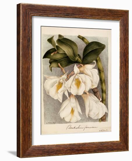 Dendrobium Formosum, C.1839-Samuel Holden-Framed Giclee Print