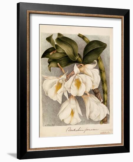 Dendrobium Formosum, C.1839-Samuel Holden-Framed Giclee Print