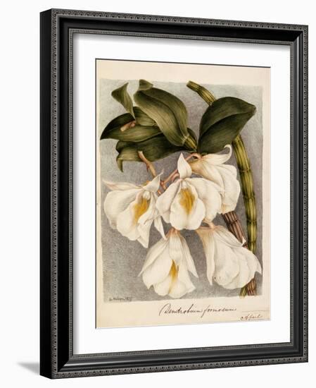 Dendrobium Formosum, C.1839-Samuel Holden-Framed Giclee Print