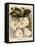Dendrobium Formosum, C.1839-Samuel Holden-Framed Premier Image Canvas