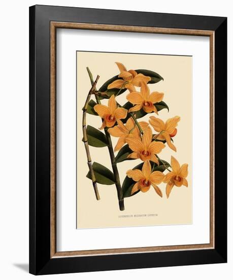 Dendrobium Moschatum Var. Cupreum-John Nugent Fitch-Framed Giclee Print