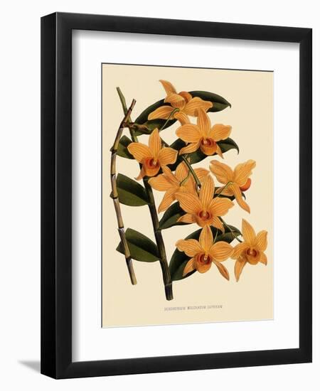 Dendrobium Moschatum Var. Cupreum-John Nugent Fitch-Framed Giclee Print