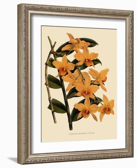 Dendrobium Moschatum Var. Cupreum-John Nugent Fitch-Framed Giclee Print