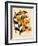 Dendrobium Moschatum Var. Cupreum-John Nugent Fitch-Framed Giclee Print